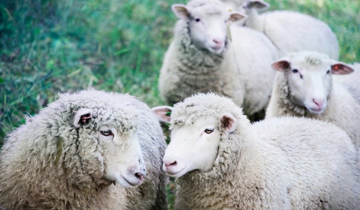 schapen in de wei