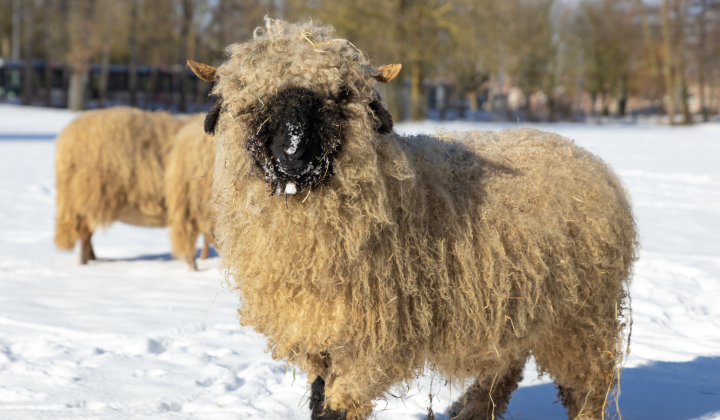 Aangepaste openingstijden