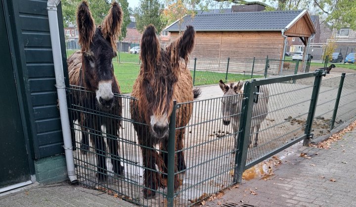 Broodje bakken, boter schudden