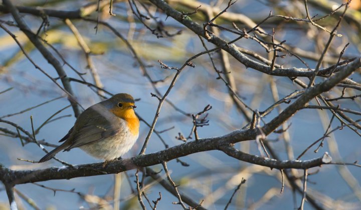 Help vogels de winter door