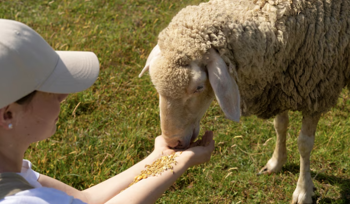 Help mee dieren verzorgen